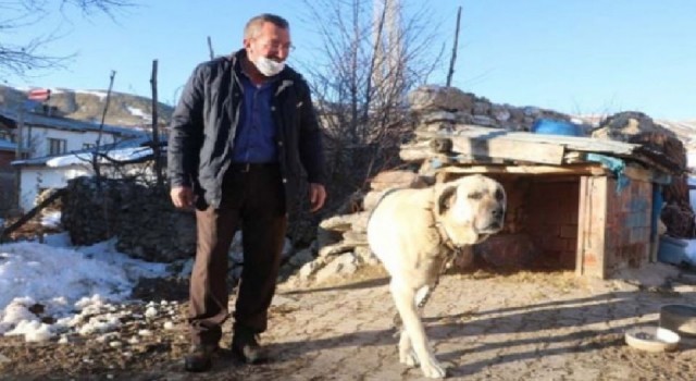 Sivas’ta kangallar ayıya geçit vermedi!