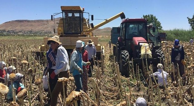 Tadım’dan genç çiftçilere ‘Beyaz Çerezlik Ay Çekirdeği Yetiştiriciliği’ kitapçığı