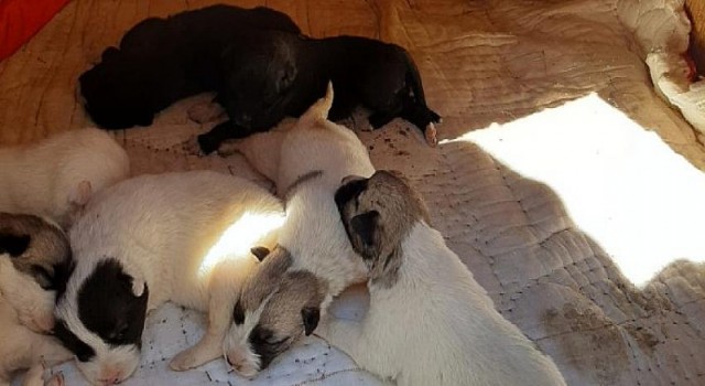 Toroslar EDAŞ çalışanlarından kurtarma operasyonu