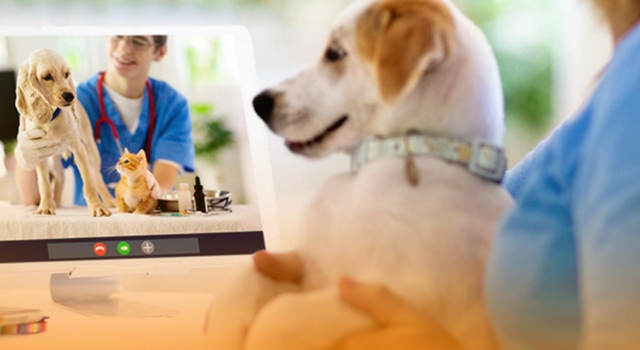 Veterinerlik hizmetlerinde dijitalleşme adımı
