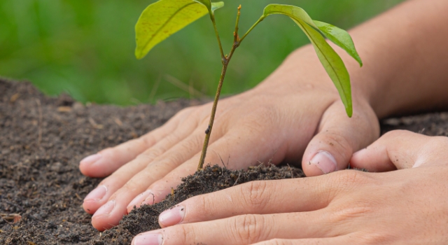 Kullanıcısı için ağaç diken uygulama