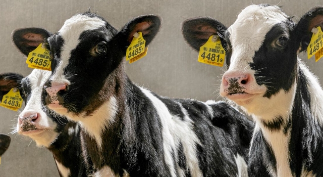 Vitamin ve mineral eksikliğinin hayvan performansı üzerinde etkisi büyük