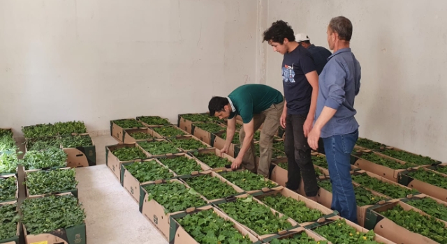 Hishtil-Toros Fidecilik’in desteğiyle