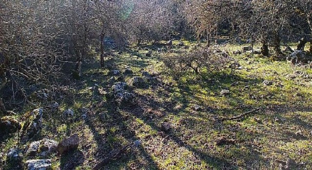 İzmir’de Kurt Görüntülendi