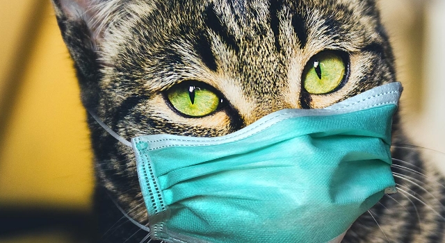 KKTC’de Evcil Kedi Sahibinden COVID-19 Kaptı!