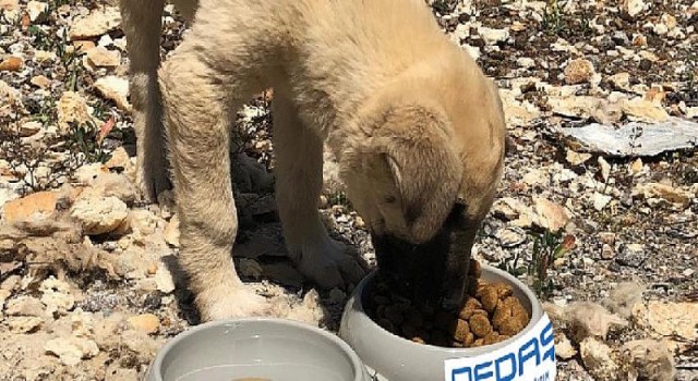 Osmangazi EDAŞ’tan sokak hayvanları için proje