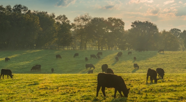 Ruminant hayvanlarda vitamin ve mineral desteği süt verimliliğini artırıyor