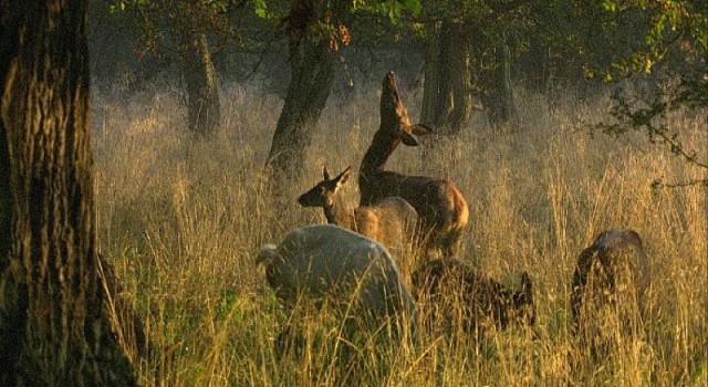 SALT’ın Bu son şansımız mı? Gösterim Programı’nda 31 Mayıs-6 Haziran filmi: Das geheime Leben der Bäume [Ağaçların Gizli Yaşamı]