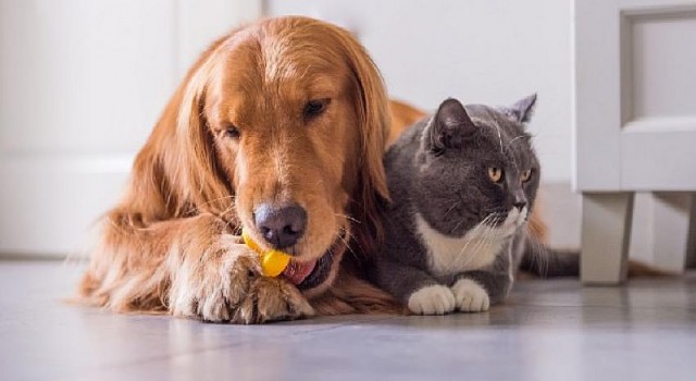 Tatil Sezonu ile Beraber Kedi ve Köpek Otellerine Büyük İlgi