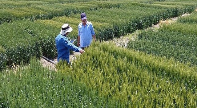 Tekfen Tarım’dan Türk çiftçisine yerli ve milli 3 yeni buğday çeşidi
