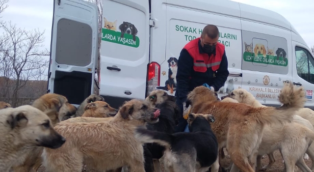 Tüpraş, Sokak Hayvanlarının Yiyecek İhtiyacı için Desteğini Sürdürüyor