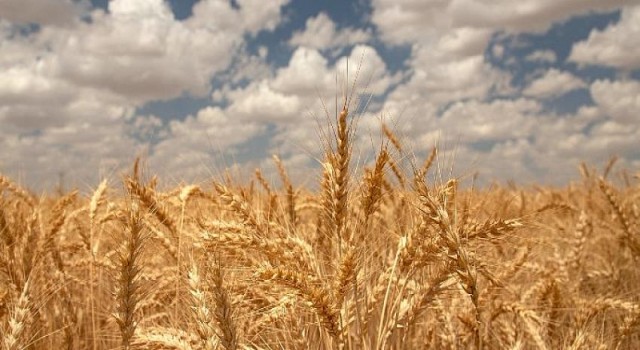 Ülker’den yerli bisküvilik buğday için yeni proje