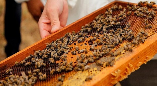 Balparmak Arıcılık Akademisi Bodrumlu Arıcı Adaylarının Yanında