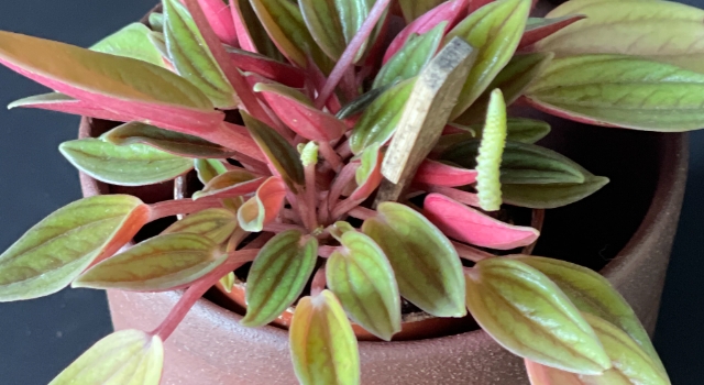 BÜYÜ’den BÜYÜ’lü bir Firuze tasarımı