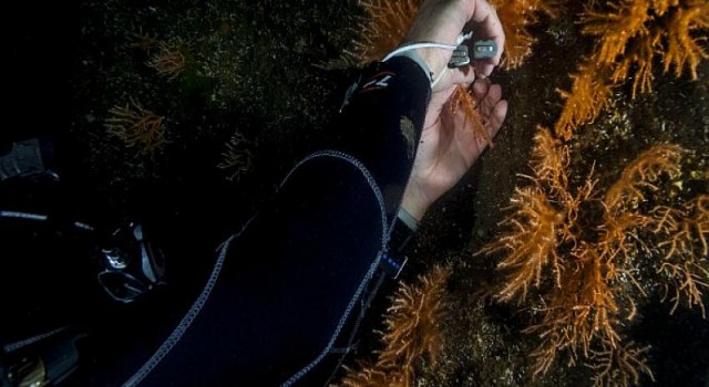 DP World Yarımca’dan denizler için nefes aldıran adımlar