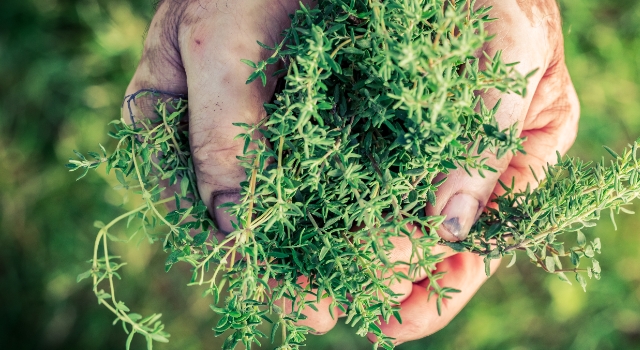 Dünyanın kekiğini Türkiye üretiyor
