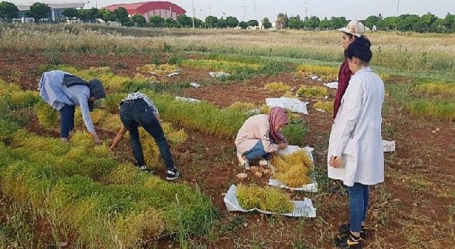 Harran Üniversitesi, Tarımda Yeniliklerin Öncüsü Olmaya Devam Ediyor