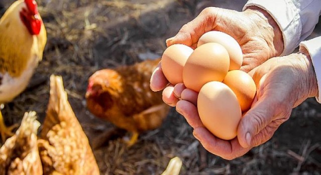 Kanatlı sektörü ihracatta rekora kanat çırptı