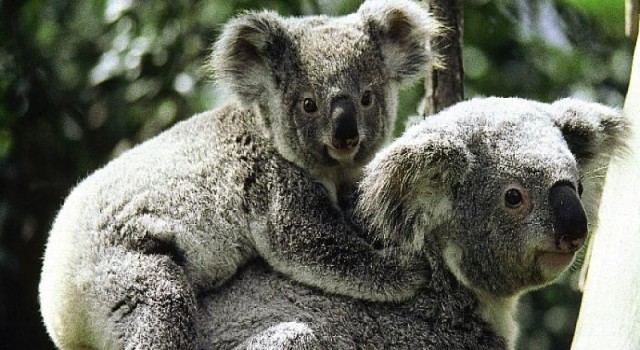 Vahşi Avustralya: Hayatta Kalma Savaşı National Geographic WILD Ekranlarında