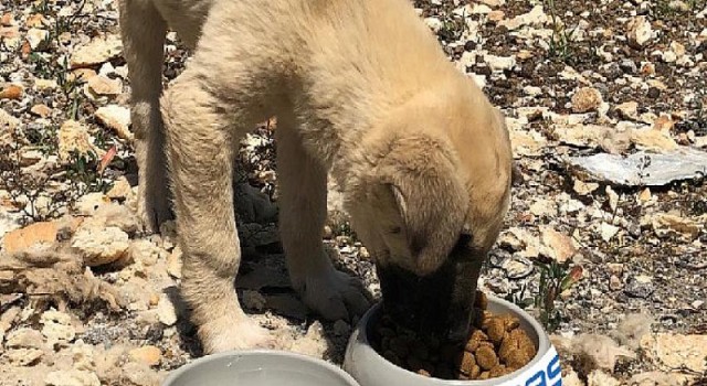 Osmangazi EDAŞ tatil döneminde de sokak hayvanlarını yalnız bırakmadı
