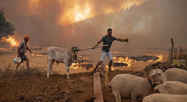 Arıcılara Topyekün Destek Çağrısı