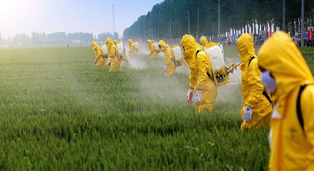 Fetüse kadar ulaşan pestisitlerden uzak durun