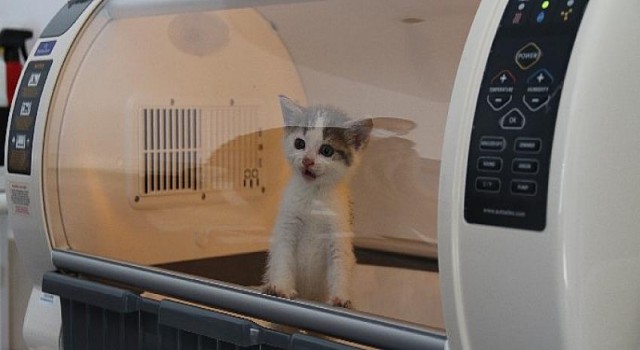 OEDAŞ sokak hayvanlarının tedavisi ve bakımı için Sağlık Odası açtı