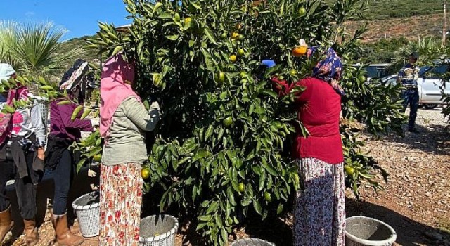 Satsuma mandalinanın ihracat yolculuğu 27 Ekim’de başlıyor