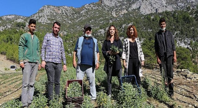 Akseki’de adaçayı hasadı yapılıyor