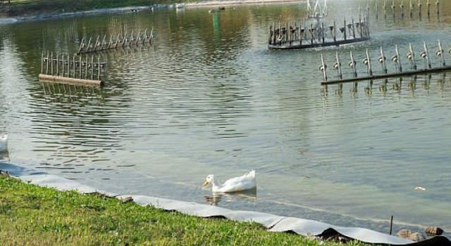 Aşık Veysel Rekreasyon Alanı’nda ”Yağmur Suyu Hasadı” başladı