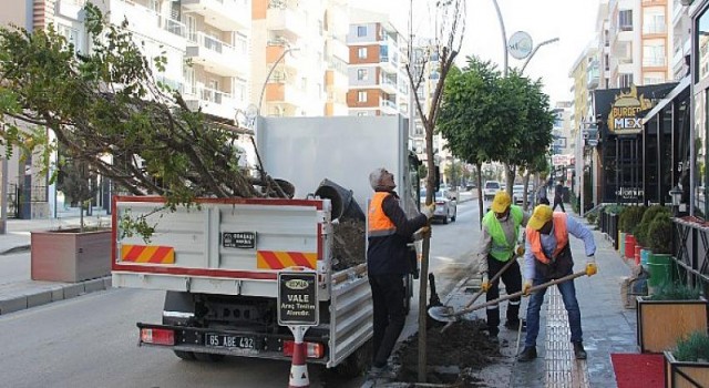 Büyükşehir Kuruyan Ağaçların Yerine Yenilerini Dikti