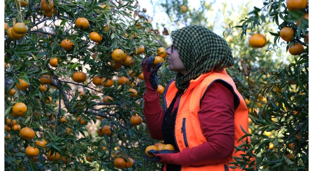 BODRUM MANDALİNASI MİGROS’UN DESTEĞİ İLE TÜM TÜRKİYE’DE