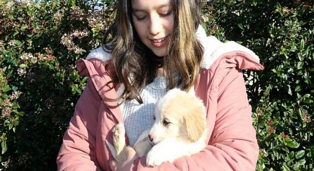 3 bin 373 sokak hayvanı sıcak yuvaya kavuştu