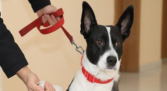 Büyükşehir Belediyesi Yasak Irkları Ücretsiz Kısırlaştırıyor