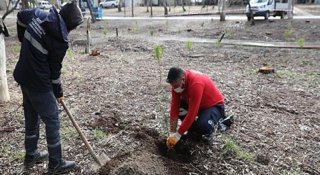 Konyaaltı Beach Park’ta ağaç dikimi