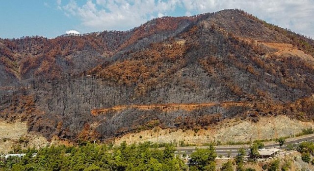 TEMA Vakfı 2021’in Çevre Olaylarını Değerlendirdi