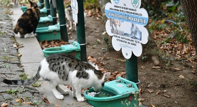 Yüzlerce can dostunun yuvası