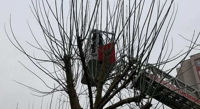 Ağaçta mahsur kalan kediyi itfaiye kurtardı