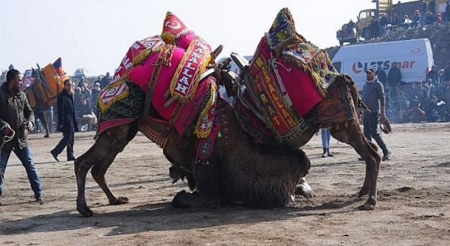 Salihli 8. Geleneksel Deve Güreşi Festivali İle Şenlendi