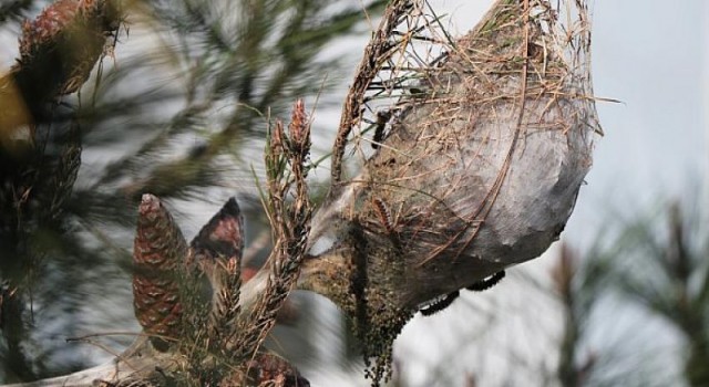 Ağaçlara ve insanlar zarar veren; Çam kese böceğiyle mücadele başladı