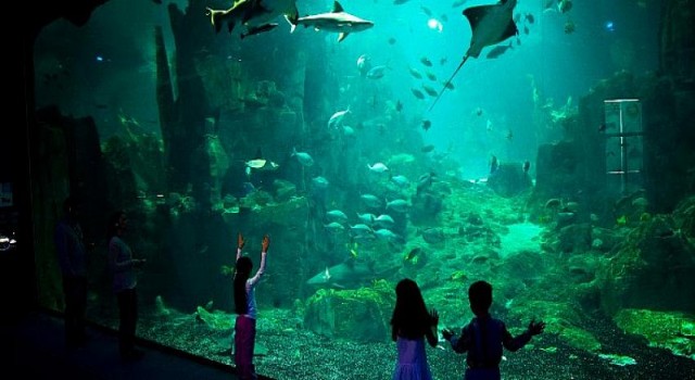 İstanbul Akvaryum’dan Tüm Çocuklara Karne Hediyesi