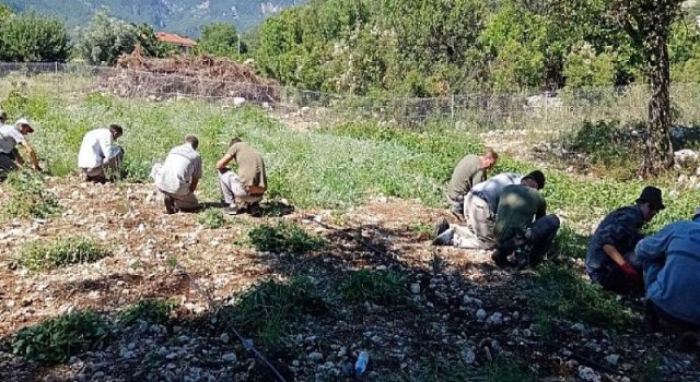 Kemer’deki Lavanta Bitkileri Kendini Göstermeye Başladı