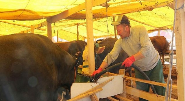 Çankaya Belediyesi Kurban Bayramına Hazır