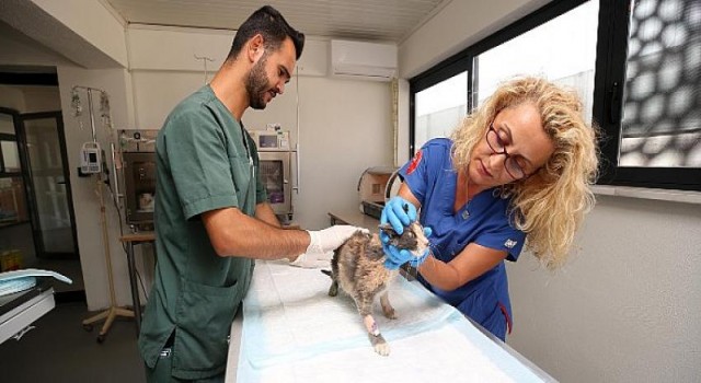 Nilüfer’de hasta ve yaralı sokak kedilerine donanımlı klinik