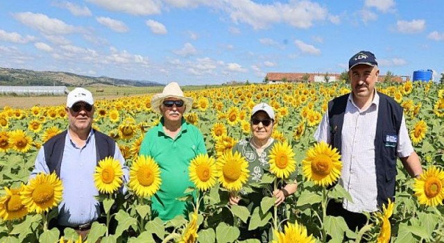 Sarıya boyanan ayçiçeği tarlaları hasat için gün sayıyor