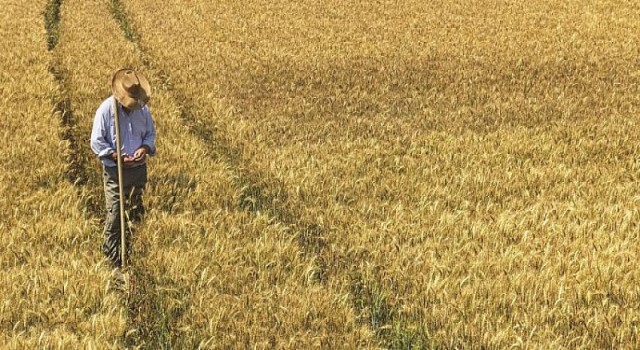 Türkiye’de Durum Buğdayının Yüzde 100’ünü Yerel Üreticiden Temin Ediyor
