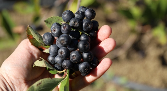 Mor Aronya Genel Müdürü Kılıçaslan: “5 yıl içinde 400 ton aronya hasadı hedefliyoruz”