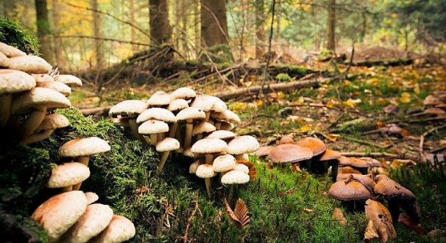 İşlemden Geçirmek Mantarı Zehirsiz Hale Getirmez