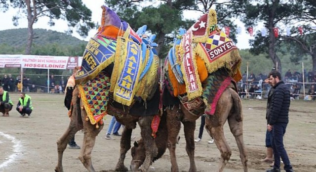 Burhaniye Pelitköy Deve Güreşleri Başlıyor