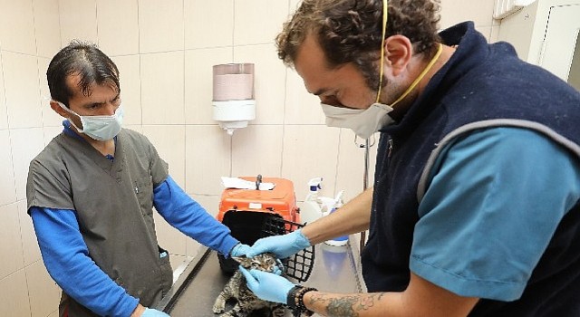 Gaziemir&#39;de 5 bin 820 hayvana veteriner hizmeti